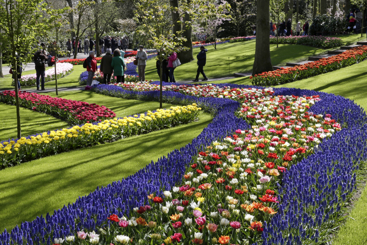 Tulipes, roses, lys en fête aux Pays-Bas | Immorama - Immorama