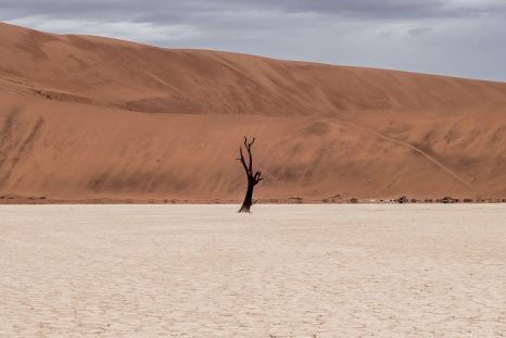 Image du désert avec un arbre sec au centre