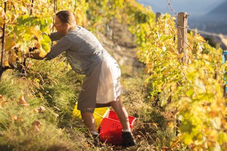 Depuis quinze ans, les vignes de Marie-Thérèse Chappaz sont cultivées en biodynamie. Ce qui fait de la vigneronne de Fully une pionnière en la matière.