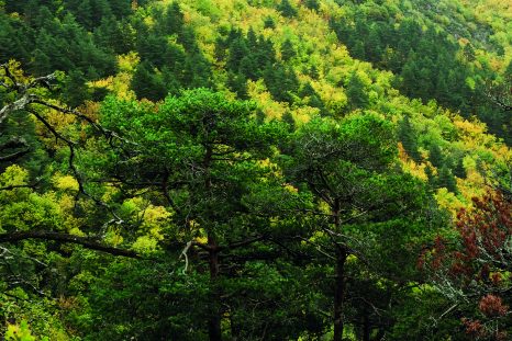 Dans le Vercors, l’ASPAS rachetait en 2019 cette forêt.