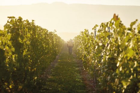 Les vignes genevoises au début de l’automne.